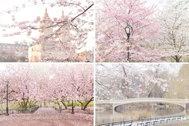 May include: A collage of four images featuring cherry blossom trees in full bloom. The first image shows a close-up of the branches with pink blossoms against a blurred background. The second image shows a street lamp with pink blossoms in the background. The third image shows a pathway lined with cherry blossom trees. The fourth image shows a white bridge over a pond with cherry blossom trees in the background.
