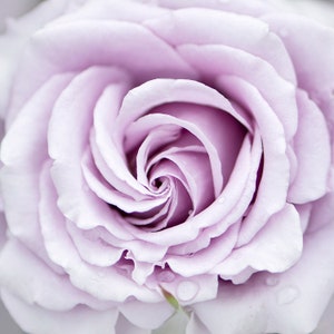 Flower Photography - Lavender Rose Fine Art Photograph, Floral Still Life Photography, Home Decor, Large Wall Art