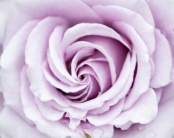 Flower Photography - Lavender Rose Fine Art Photograph, Floral Still Life Photography, Home Decor, Large Wall Art