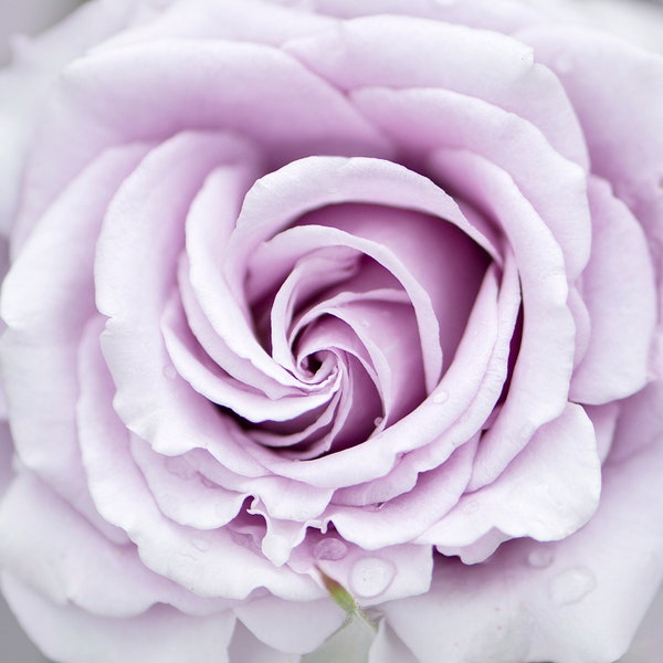 Flower Photography - Lavender Rose Fine Art Photograph, Floral Still Life Photography, Home Decor, Large Wall Art