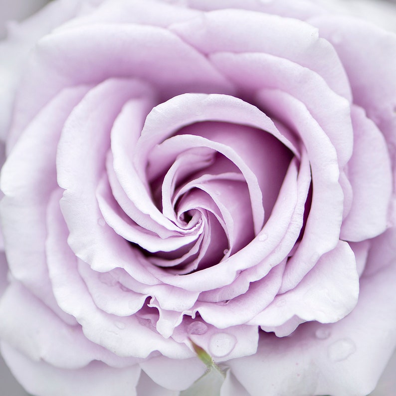 Flower Photography - Lavender Rose Fine Art Photograph, Floral Still Life Photography, Home Decor, Large Wall Art image 1