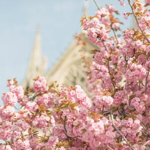 Paris Spring Photography -  Pink Cherry Blossoms at Notre Dame,  Large Wall Art, French Home Decor