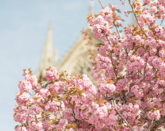 Paris Spring Photography -  Pink Cherry Blossoms at Notre Dame,  Large Wall Art, French Home Decor