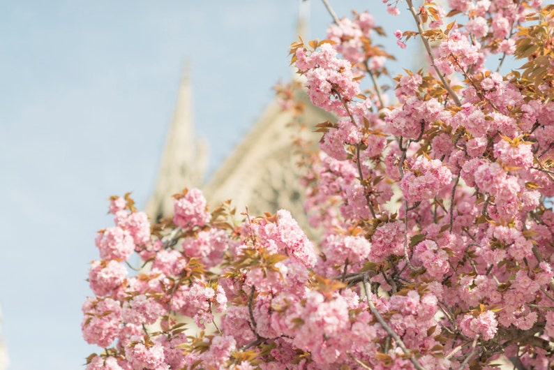 Paris Spring Photography Pink Cherry Blossoms at Notre Dame, Large Wall Art, French Home Decor image 1