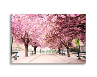 Paris Photo Canvas, Pink Dreams in Paris, Cherry Blossoms Fine Art Gallery Wrapped Canvas, Large Wall Art, French Home Decor