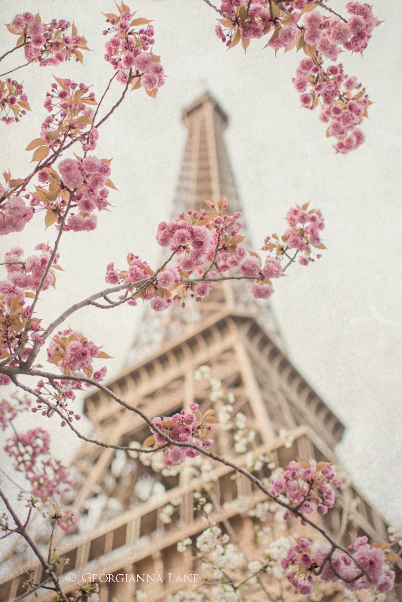 May include: A close-up of pink cherry blossoms in bloom with the Eiffel Tower in the background. The image is soft and dreamy with a vintage filter applied.