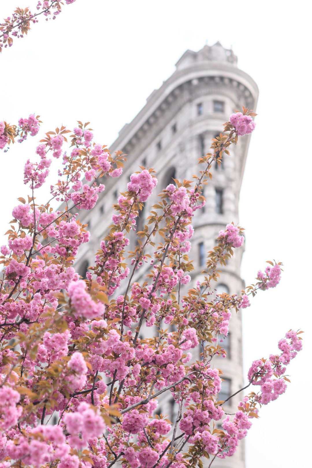 New York City Photography Cherry Blossoms at the Flatiron Building