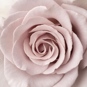 Peut inclure: Gros plan sur une rose rose p&acirc;le aux p&eacute;tales d&eacute;licats.