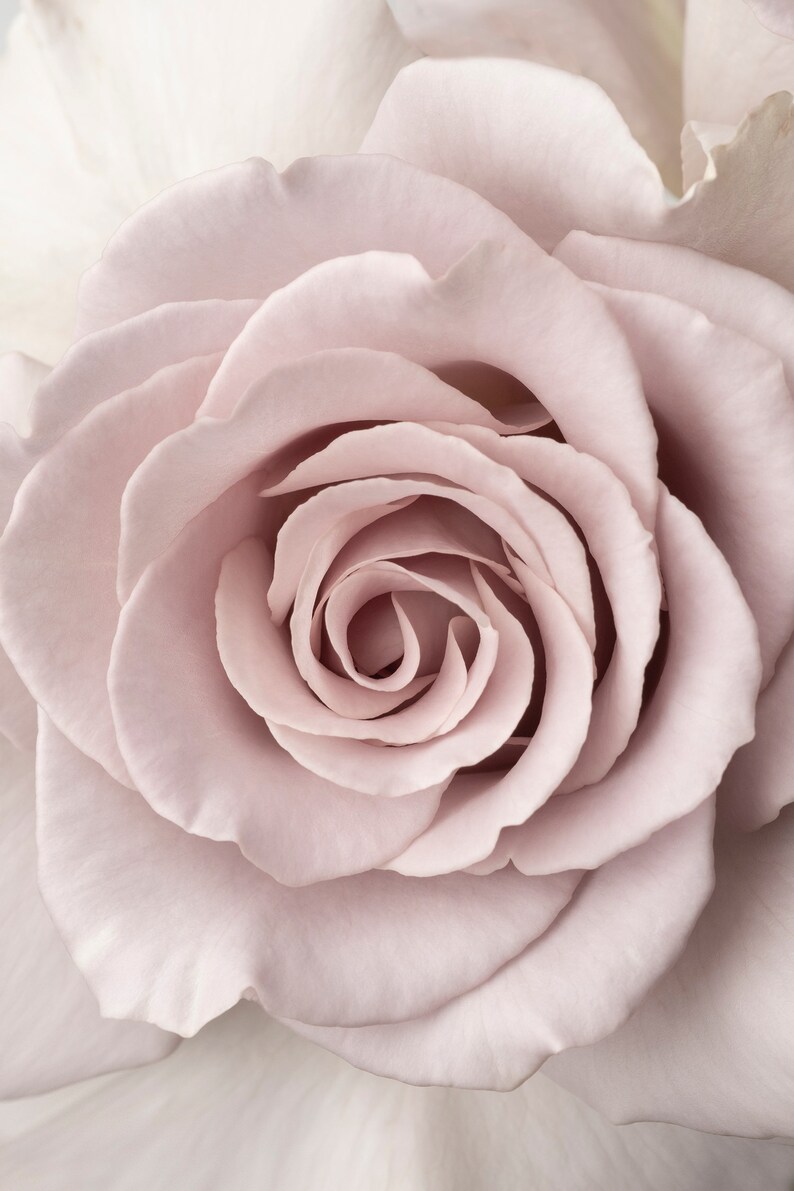Peut inclure: Gros plan sur une rose rose p&acirc;le aux p&eacute;tales d&eacute;licats.