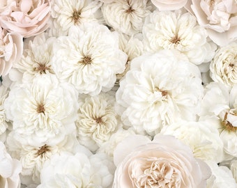 Rose Photography - Rose Gold Splendor, Floral Still Life, Botanical Photograph, Nature Photography, Romantic Home Decor, Large Wall Art