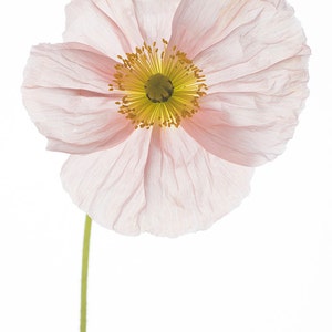 Flower Photography - Poppy Botanical Photograph, Floral Still Life Photography, Large Wall Art, Home Decor