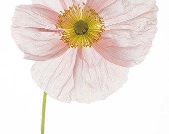 Flower Photography - Poppy Botanical Photograph, Floral Still Life Photography, Large Wall Art, Home Decor