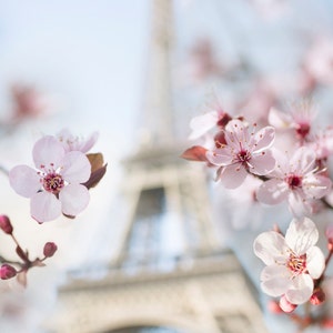 Paris Photography -  Spring in Paris, Eiffel Tower with Plum Blossoms, Travel Fine Art Photograph, Large Wall Art