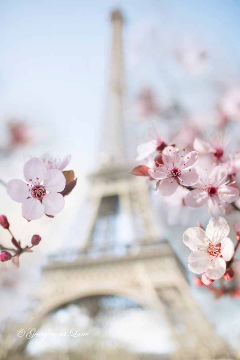 May include: A soft focus image of the Eiffel Tower in Paris, France, with delicate pink cherry blossoms in the foreground. The blossoms have a deep pink center and are set against a light blue sky.