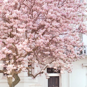 London Photography - Magnolia, Notting Hill, Pink Blossom Tree, England Travel Photo, Large Wall Art, Home Decor