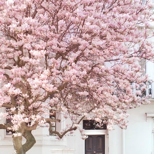 London Photography Magnolia, Notting Hill, Pink Blossom Tree, England Travel Photo, Large Wall Art, Home Decor image 1