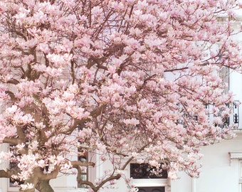 London Photography - Magnolia, Notting Hill, Pink Blossom Tree, England Travel Photo, Large Wall Art, Home Decor