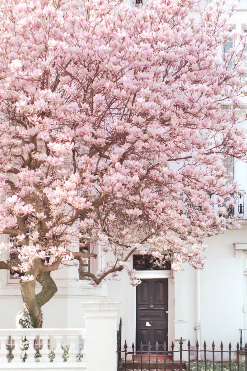 London Photography Magnolia, Notting Hill, Pink Blossom Tree, England Travel Photo, Large Wall Art, Home Decor image 1