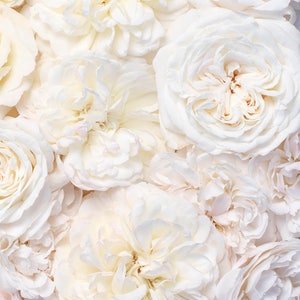 Puede incluir: Un primer plano de un ramo de rosas blancas. Las rosas est&aacute;n dispuestas en un racimo, con sus p&eacute;talos superpuestos y creando una textura suave y delicada.