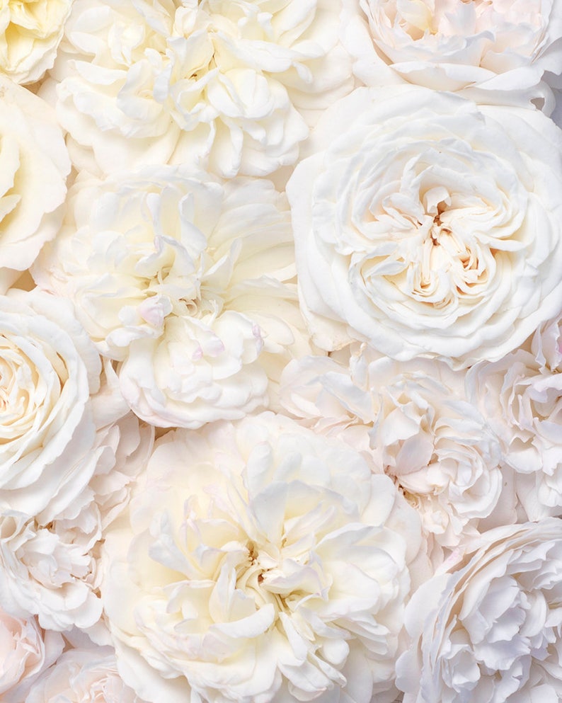 Puede incluir: Un primer plano de un ramo de rosas blancas. Las rosas est&aacute;n dispuestas en un racimo, con sus p&eacute;talos superpuestos y creando una textura suave y delicada.