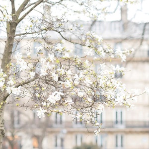Paris Photography -  White Star Magnolias, Spring in Paris, Horizontal Travel Fine Art Photograph, Large Wall Art