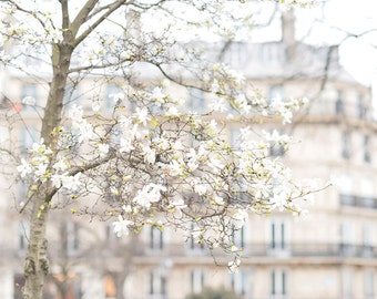 Paris Fotografie - weißer Stern Magnolien, Frühling in Paris, horizontale Reisen Fine Art Fotografie, große Wandkunst