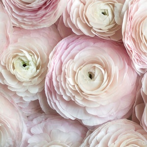 May include: A close-up of several light pink ranunculus flowers. The petals are layered and delicate, with a gradient of color from white to pink. The flowers are tightly packed together, creating a soft, textured surface.