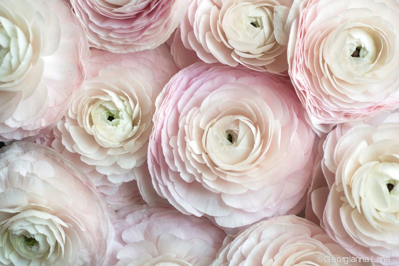 May include: A close-up of several light pink ranunculus flowers. The petals are layered and delicate, with a gradient of color from white to pink. The flowers are tightly packed together, creating a soft, textured surface.