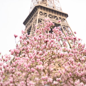 Op de afbeelding: Een roze magnolia boom in bloei met de Eiffeltoren op de achtergrond.