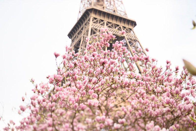 Op de afbeelding: Een roze magnolia boom in bloei met de Eiffeltoren op de achtergrond.