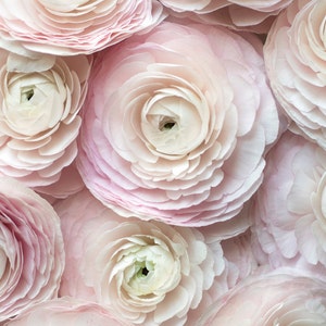 May include: Close-up of several light pink ranunculus flowers. The petals are layered and delicate, with a soft, textured appearance. The flowers have a creamy white center and are arranged closely together, creating a full, lush display.