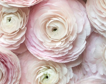 Paris Flower Photography -  Cloni Ranunculus in a Paris Apartment, Floral Travel Fine Art Photograph, Pink French Home Decor, Large Wall Art