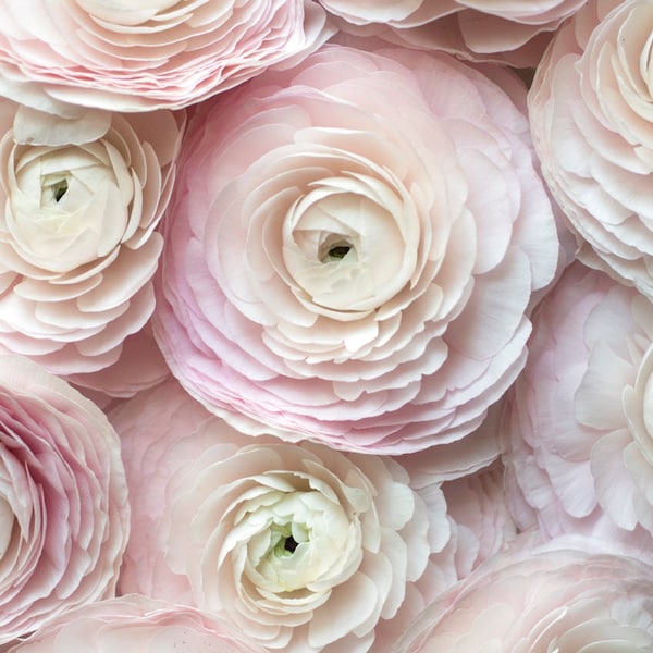 Paris Flower Photography -  Cloni Ranunculus in a Paris Apartment, Floral Travel Fine Art Photograph, Pink French Home Decor, Large Wall Art