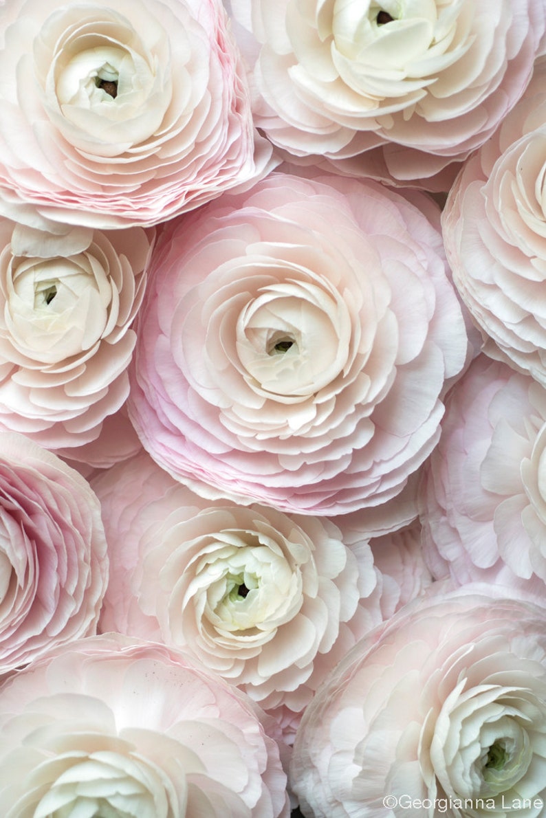 May include: Close-up of several light pink ranunculus flowers. The petals are layered and delicate, with a soft, textured appearance. The flowers have a creamy white center and are arranged closely together, creating a full, lush display.