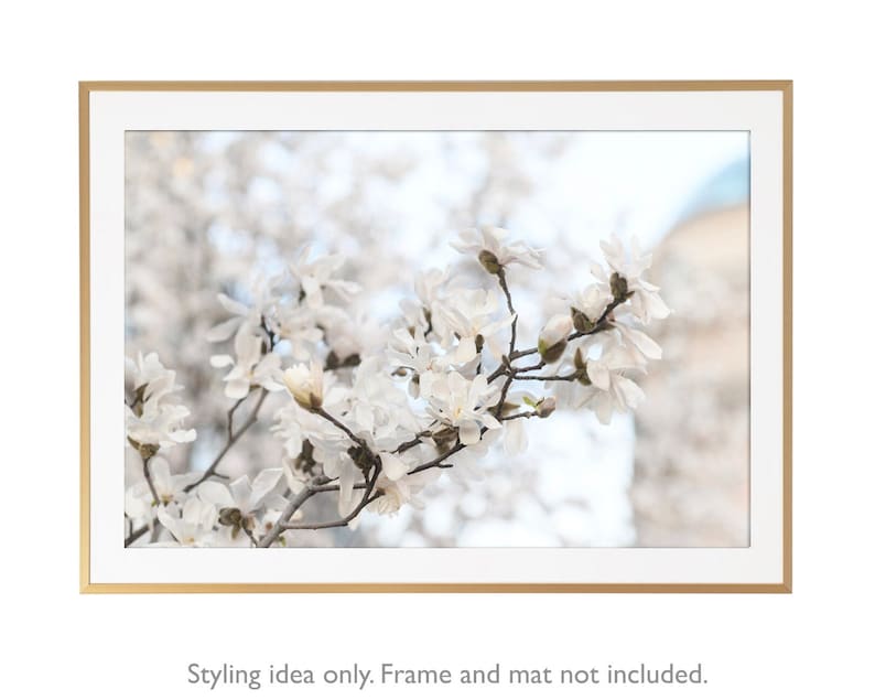Paris Photography White Magnolias at Pont Neuf, Paris Art Print, Gallery Wall, Large Wall Art, French Home Decor image 1