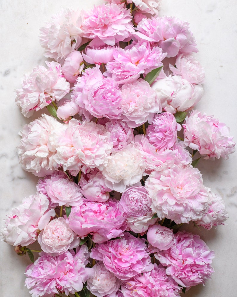 May include: A bouquet of pink and white peonies arranged on a white marble surface. The peonies are in full bloom and have a soft, delicate appearance.