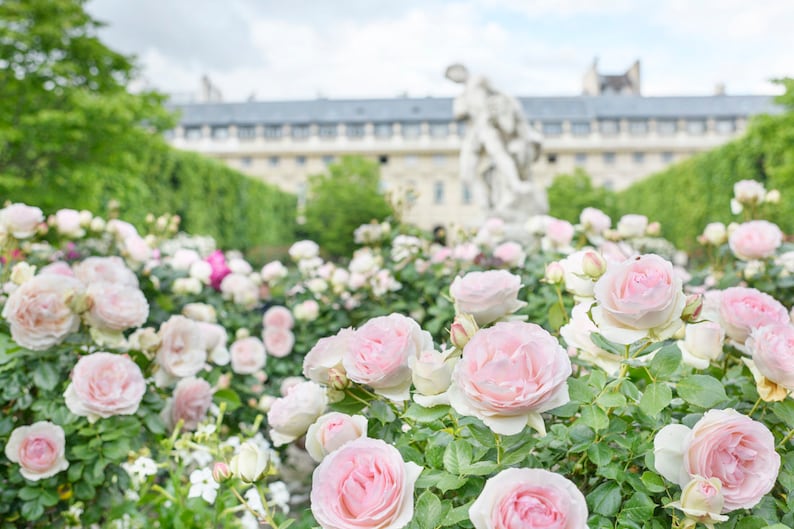 Op de afbeelding: Een tuin vol roze rozen in volle bloei. De rozen worden omringd door weelderig groen gebladerte en een wazige achtergrond van een gebouw.
