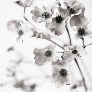 Botanical Still Life Photography Dogwood Blossoms, Black and White Wall Decor, Sepia Floral Photograph, Large Wall Art image 1