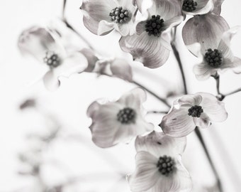 Botanical Still Life Photography -  Dogwood Blossoms, Black and White Wall Decor, Sepia Floral Photograph,  Large Wall Art