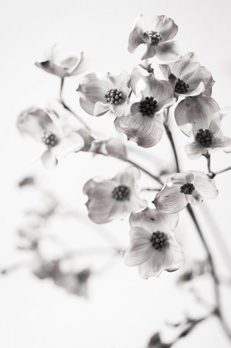 Botanical Still Life Photography Dogwood Blossoms, Black and White Wall Decor, Sepia Floral Photograph, Large Wall Art image 1