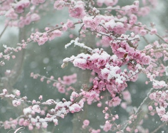 Winter Nature Photography, Snow on Pink Plum Blossoms,  Home Decor, Large Wall Art