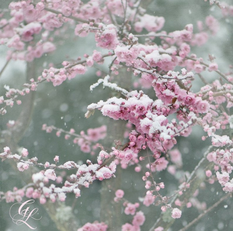 Winter Nature Photography, Snow on Pink Plum Blossoms, Home Decor, Large Wall Art image 1