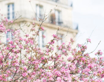 Paris Photography -  Apple Blossoms in Paris, Spring, Paris Fine Art Photograph, Romantic French Home Decor, Large Wall Art