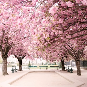 Paris Fotografie - Paris träumt in Rosa, Kirschblüten vor Notre Dame, französische Dekoration, große Wandkunst