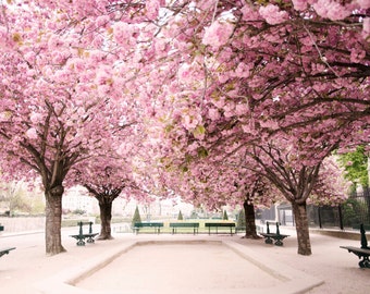 Puede incluir: Vista de un parque en París, Francia, con varios cerezos en flor. Los árboles están en primer plano y hay bancos en el fondo. El suelo está cubierto de flores de cerezo caídas.