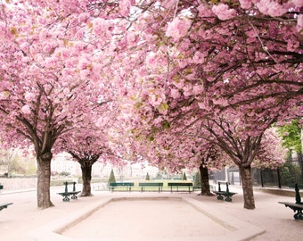 Paris Photography -  Paris Dreams in Pink, Cherry Blossoms at Notre Dame, French Home Decor, Large Wall Art