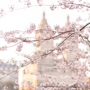 May include: A close-up of a cherry blossom tree in full bloom, with a blurred background of a building.