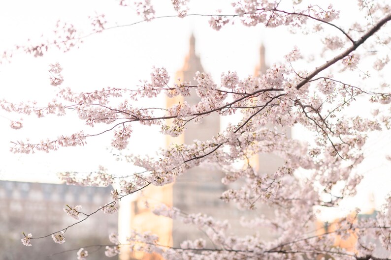 May include: A close-up of a cherry blossom tree in full bloom, with a blurred background of a building.