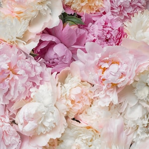 Flower Photography - Bed of Peonies, Peonies, Pink, Blush Floral Fine Art Photograph, Still Life, Large Wall Art