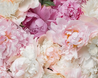 Flower Photography - Bed of Peonies, Peonies, Pink, Blush Floral Fine Art Photograph, Still Life, Large Wall Art